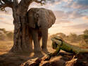 The Cowardly Elephant
