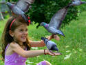 The girl feeding birds