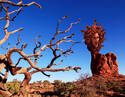 Medusa Desert