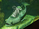 the Elusive Nike Fish