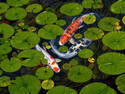 Koi fishs
