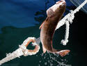 Fish Olympics