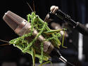 Grasshoppers