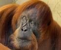 Friendly Orangutan (GIF)