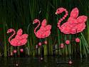 Flamingo Dancers