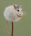 Dandemouse