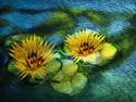 waterlilies