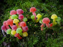 Gumshrooms 