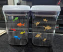 Swimmers