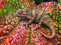 Chameleon