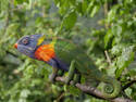 Chameleokeet