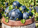 Sun-ripened