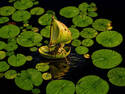 Sailing