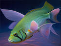 Angel Fish