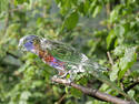 Glass Lorikeet
