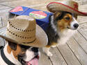 Beer Dogs?