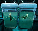 Specimens