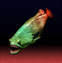 Vampire blood fish!