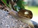 Golden Horned Tuba Snail