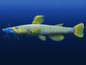 Bluegold Queen Catfish