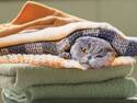 Cozy cat