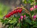 Real bleeding hearts