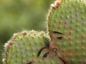 Cactus-19
