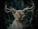 Wendigo