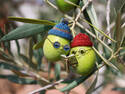 The book of olive oil
