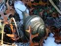 at a Snails Pace