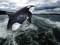 Arctic Killer Whale