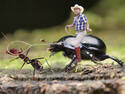 Tom Thumb Ant Wrangler
