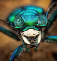 Disco beetle