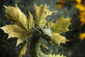 Maple Leaf Dragon