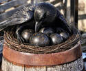 Black Bird Black Balls