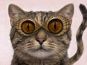 Meow