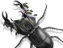 Full Metal Beetle