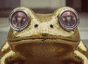 Frog Eyes!